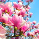 A close-up of blooming magnolia flowers.