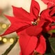 A healthy, red poinsettia.