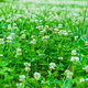 clover lawn with white blossoms