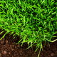 dark green grass growing in organic soil