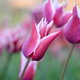pointy purple tulips