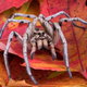 A wolf spider hiding in fall leaves.