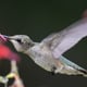 humming bird eating from a flower