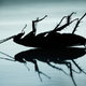 A silhouette of a dead cockroach on a reflective surface.