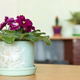 African violet in a pot on a table