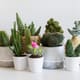 A grouping on cacti and succulents against a white background. 