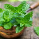 thriving mint leaves for natural pest control