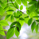 Branch of green ash tree leaves