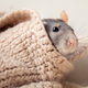 cute rat poking nose out from under blanket