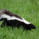A skunk on green grass. 