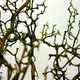 A thicket of thorns.