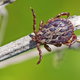 tick on a dry branch