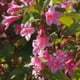 A weigela plant in full bloom with pink flowers.
