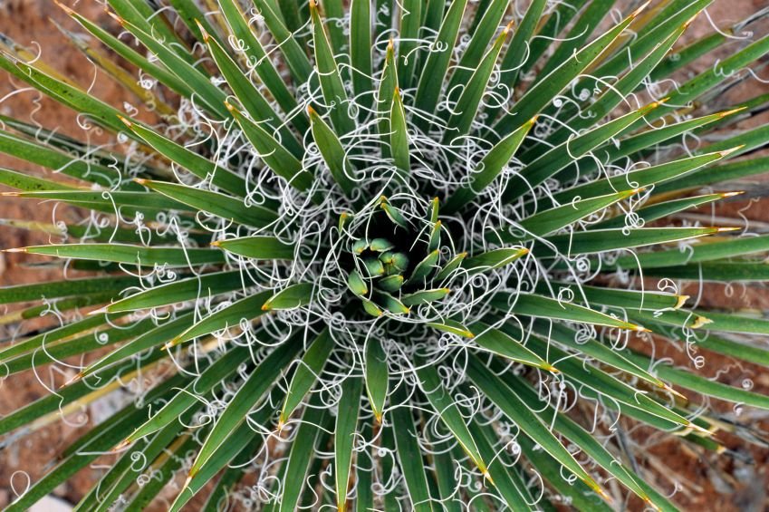 removing-a-yucca-plant-from-your-yard-doityourself