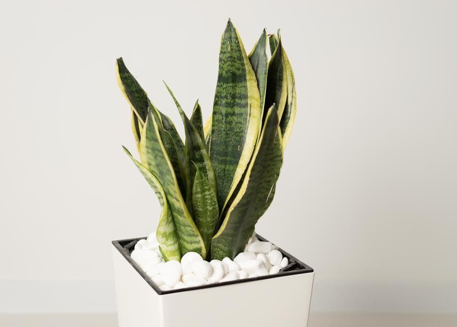 How to Keep Houseplants Alive When You're Traveling