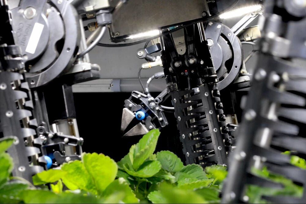 Close-up view of a clipper equipped to one of the Harvest CROO machine's robotic arms. 