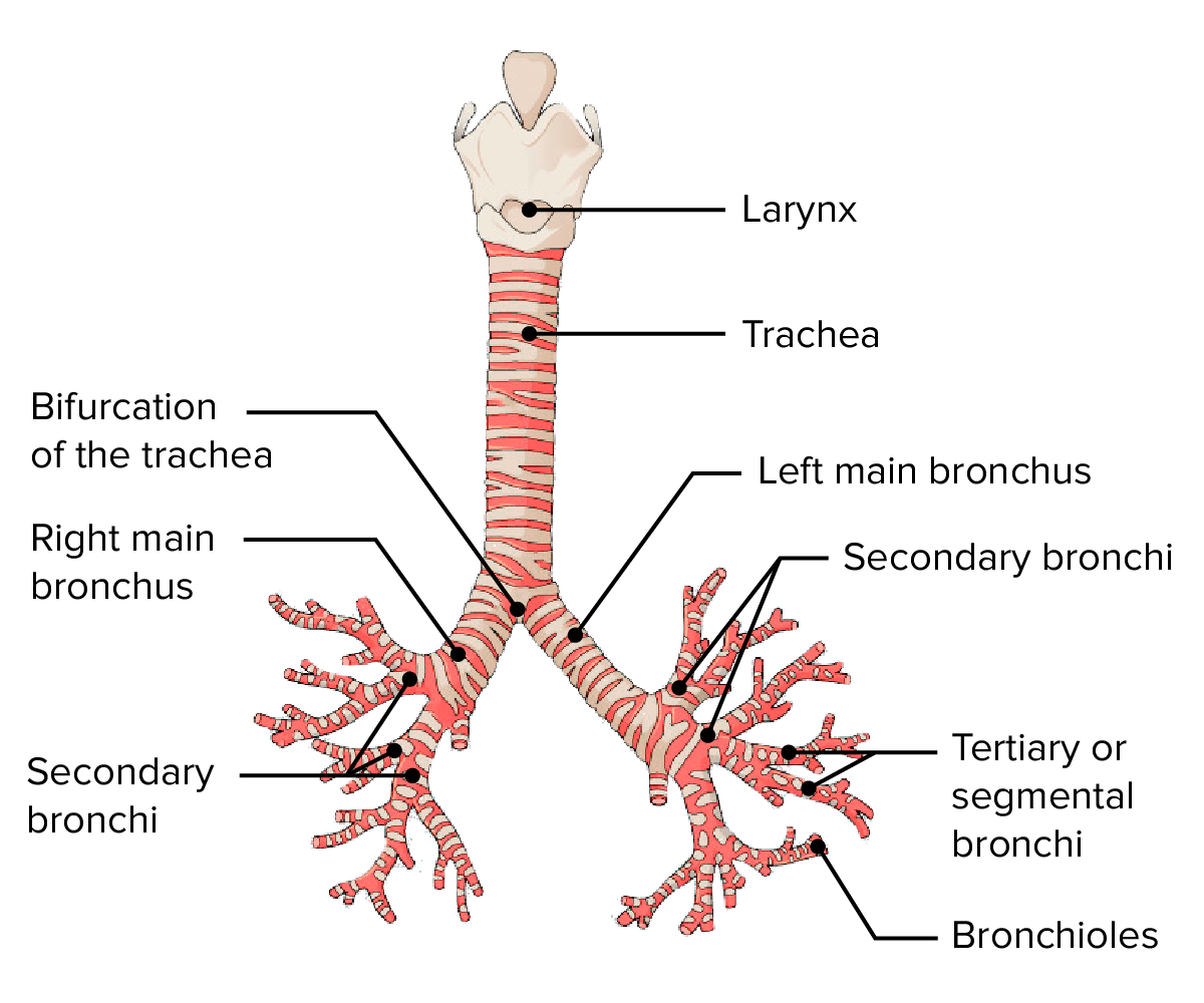 Anatomy of the human airways.