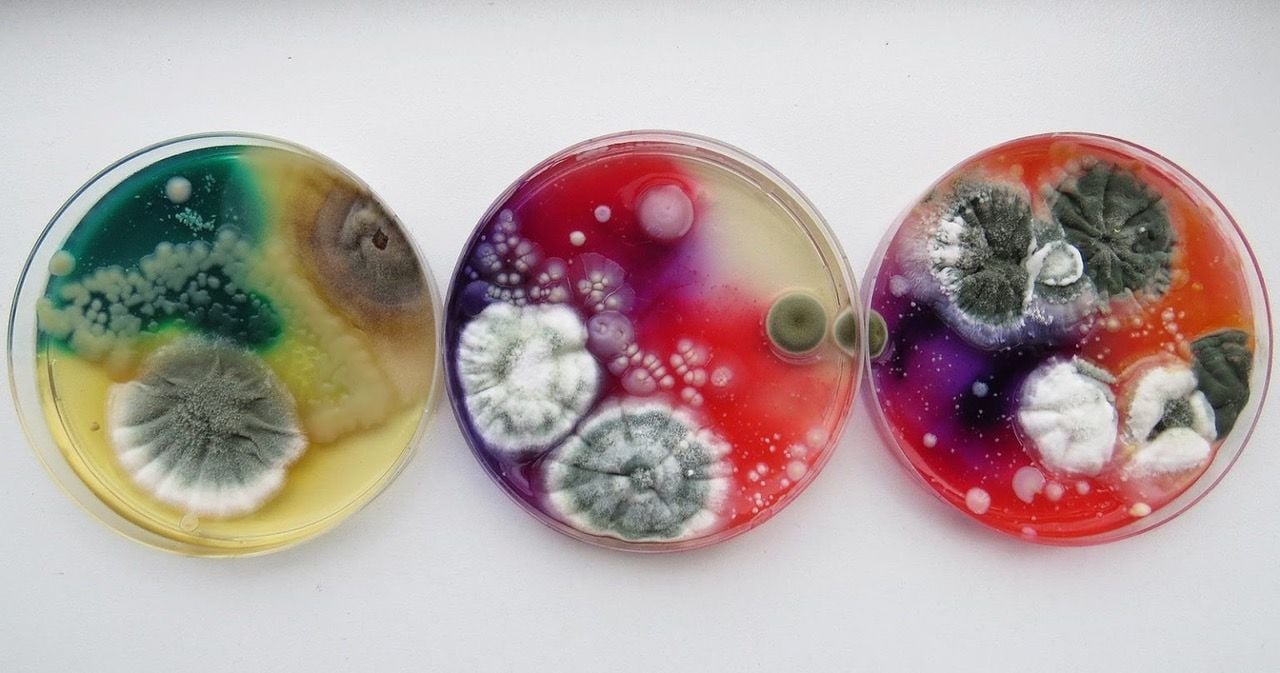 Three vibrant Petri dish artworks by Dasha Plesen.