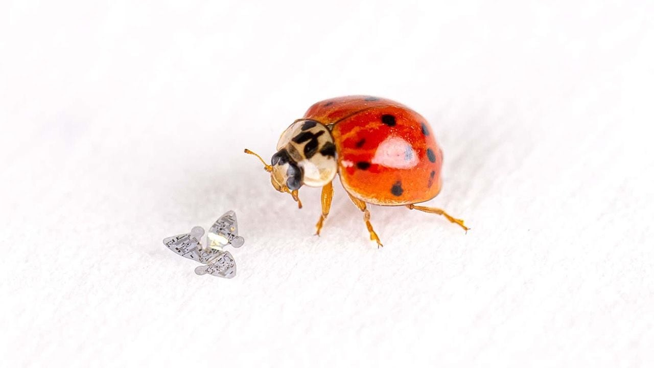 Northwestern's tiny flying microchip next to a ladybug.