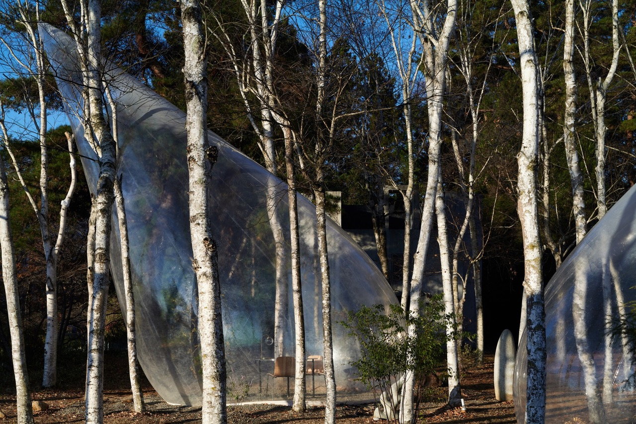 Chair and table inside the translucent tent are visible through the narrow birch trees. 