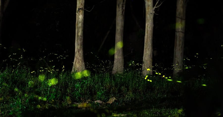 Diwali in the Forest by Naitik Patel, winner of the Art of Ecology student category at the 2022 British Ecological Society Photography Competition.