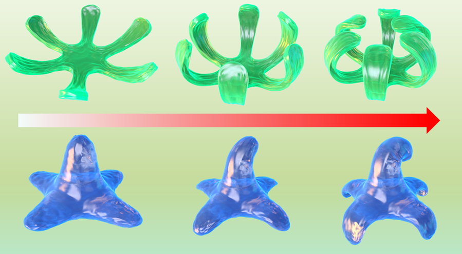 Graphic depicts how the UIC team's 4D-printed bio-ink changes its structure over time.