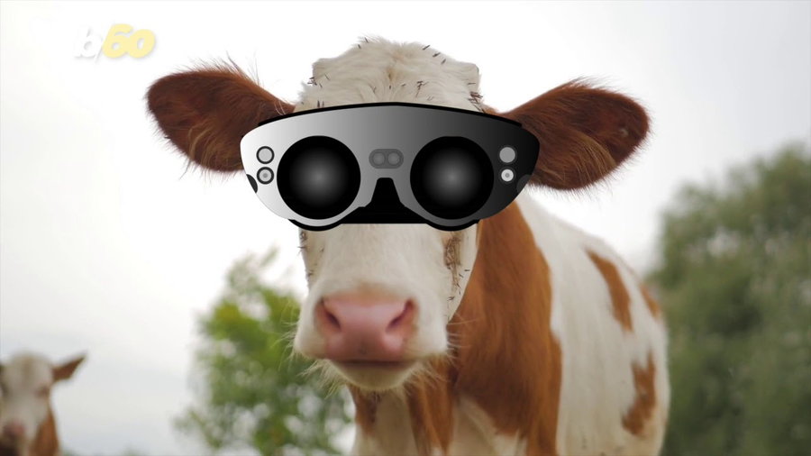 Cows in Russia are currently being fitted with VR headsets to boost their happiness