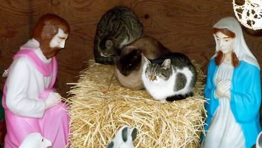 Cats take over a traditional nativity scene by sisters Annette and Sue Amendola