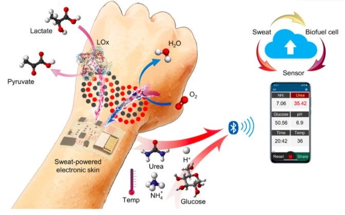 Informational graphic explains how sweat power's Caltech's new wearable e-skin. 
