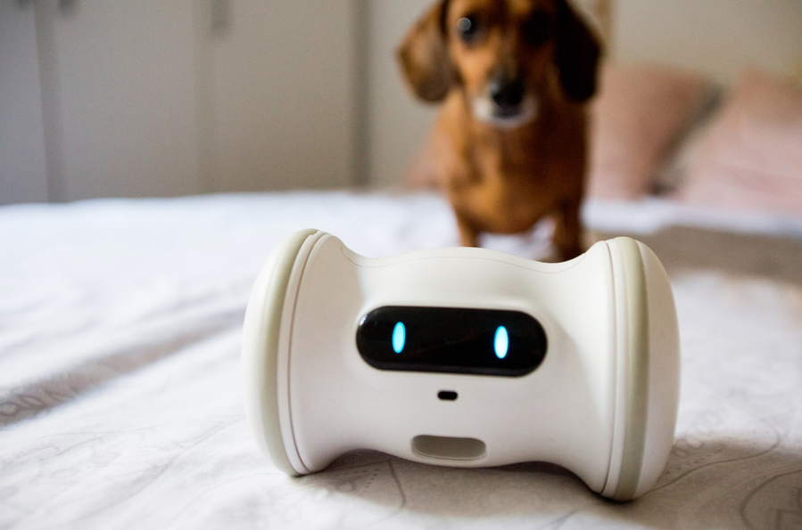 Small dog plays with their robotic Varram companion. 