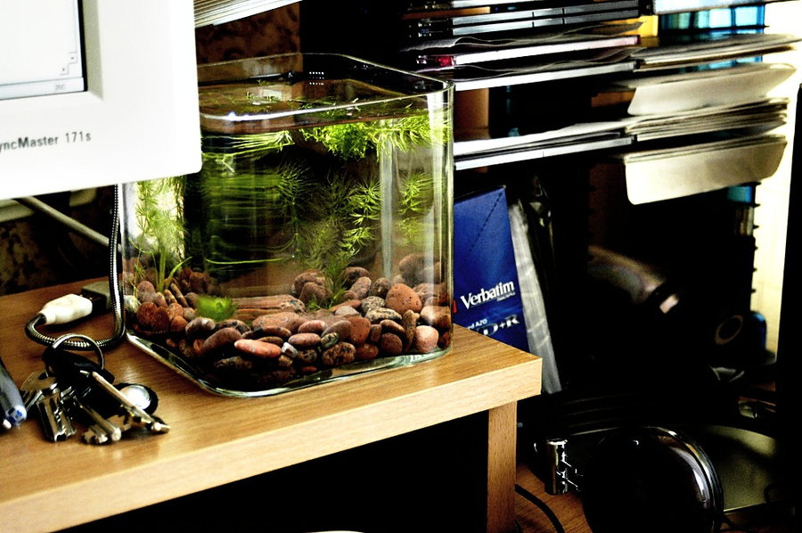 Some nano tanks are so small that they fit comfortably on a computer desk.