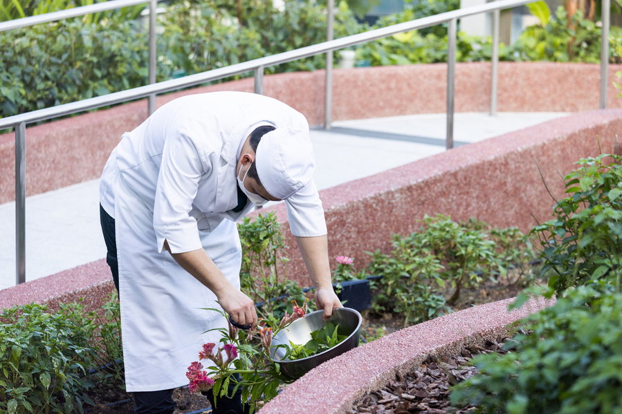 Chef picks produce from the edible gardens in Singapore's biophilic CapitaSpring skyscraper.