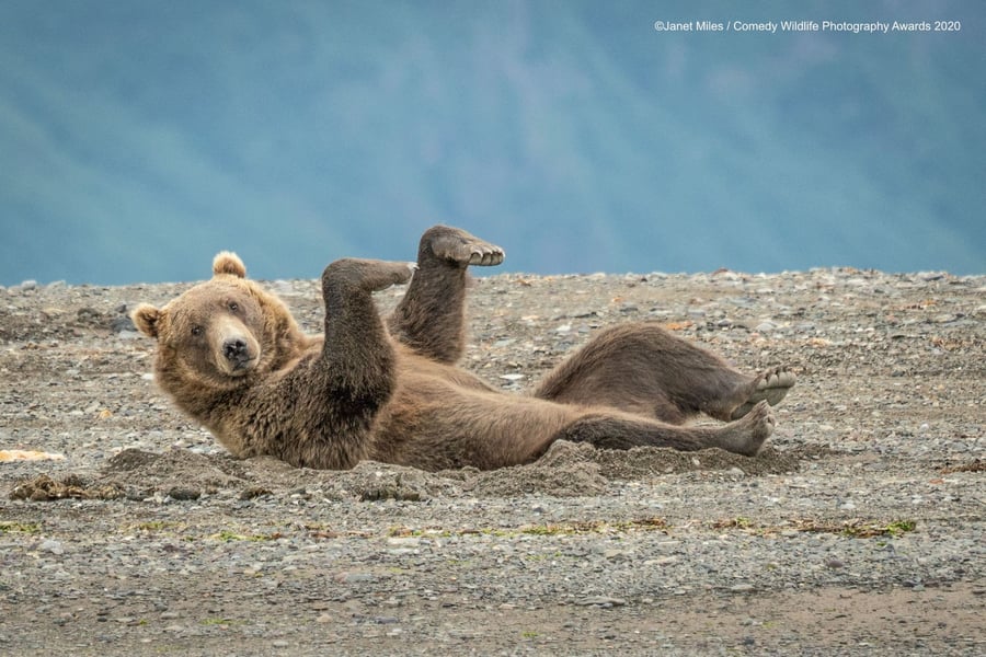 A few hilarious entries from the annual Comedy Wildlife Photography Awards.  