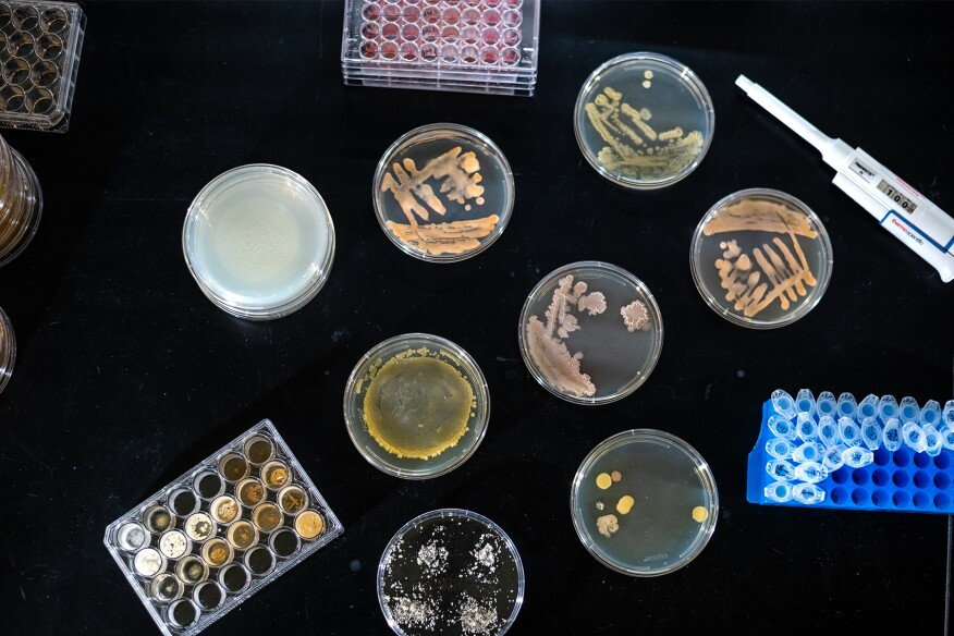 Bacterial cultures in petri dishes serve as the building blocks of BioBased tiles.