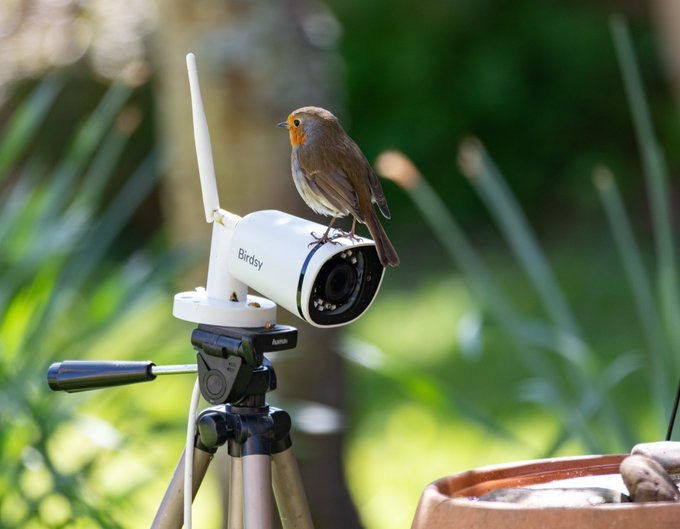 A beautiful bird rests squarely on top of the Birdsy AI camera. 