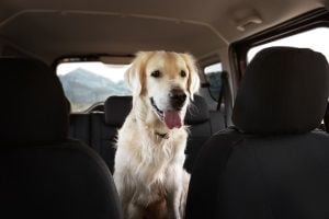 dog safety in cars