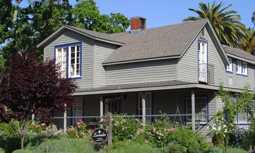 Lavender in Yountville, Napa Valley