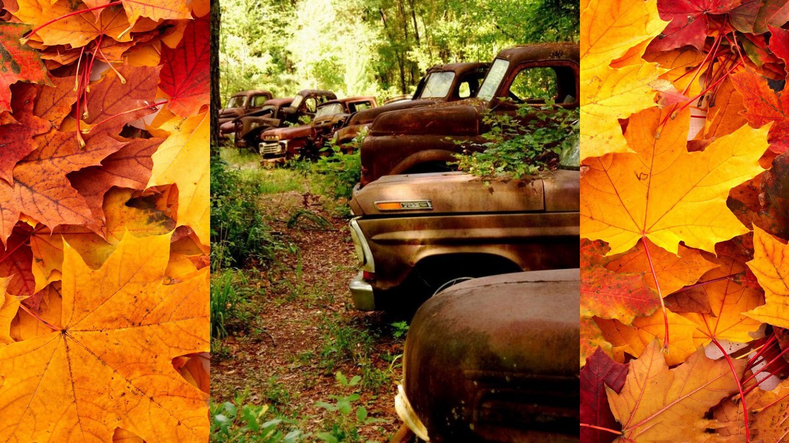 10 Ford Trucks Basking in Fall Leaves