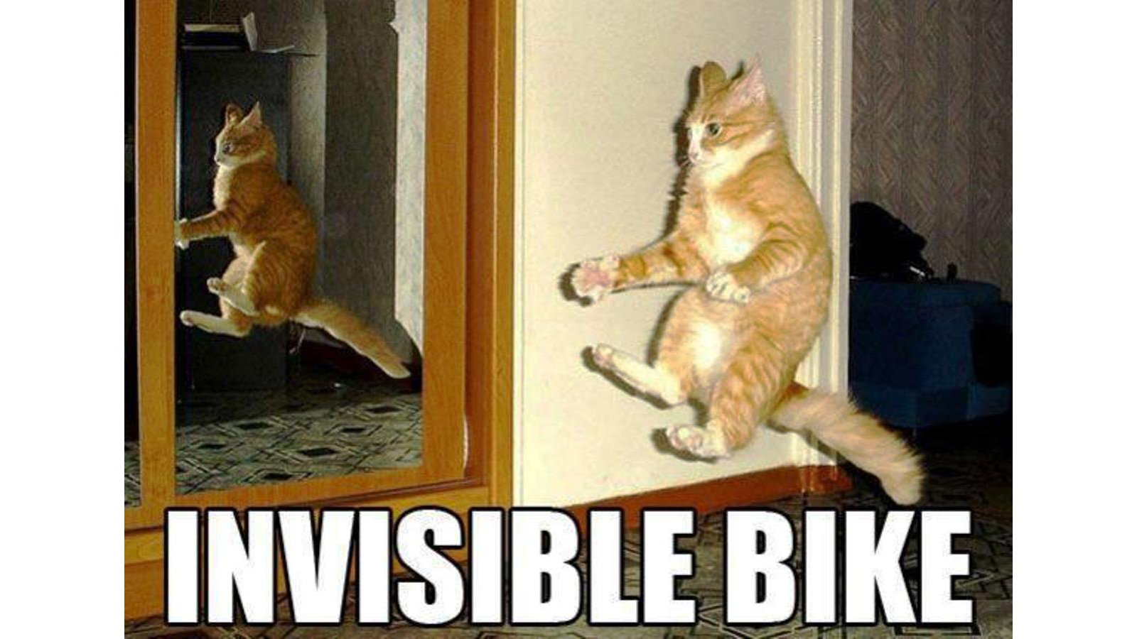 Image result for cat on a bike