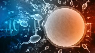 ovulation sperm egg what happens during ovulation