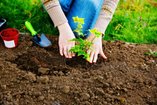 person planting in the garden