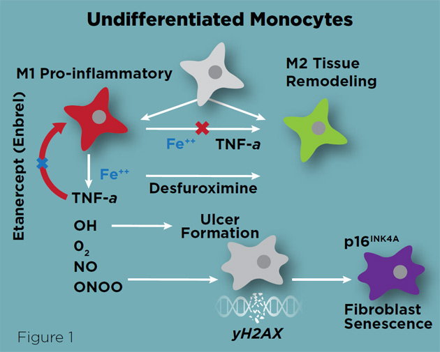 Figure 1. Undifferentiated Monocytes