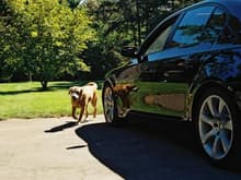 dog and car