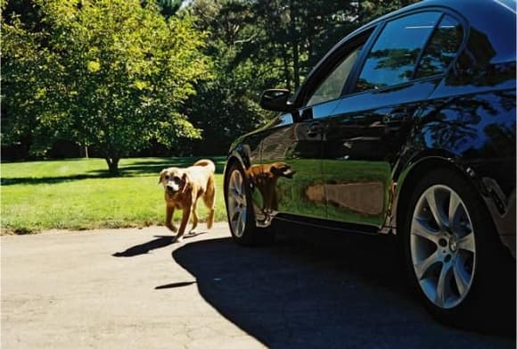 dog and car