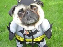 Bat Dog