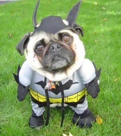 Bat Dog