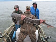 65&quot;  and 80 lb Sturgeon. No scale and Couldn't lay it out flat to get a good measurement and it was over 60&quot; so couldnt keep anyway.                                                          