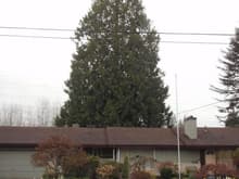 Cedar tree removal