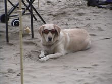 This is a pic of my cool ass dog, Simba with his doggles on to keep the sand out of his eyes while at the beach!