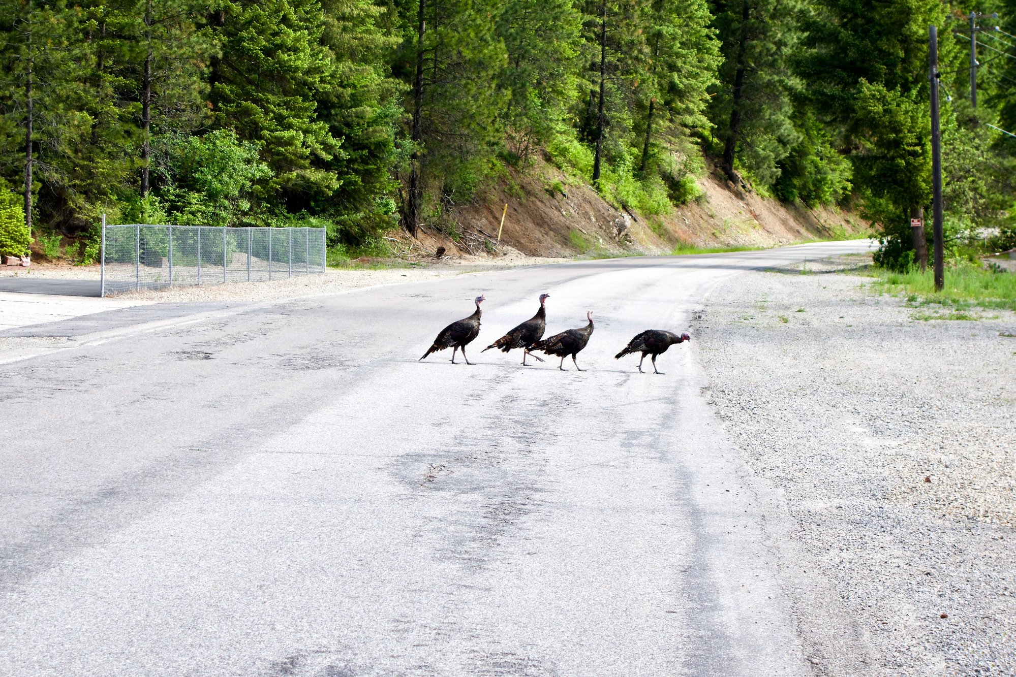 Why did they cross the road?